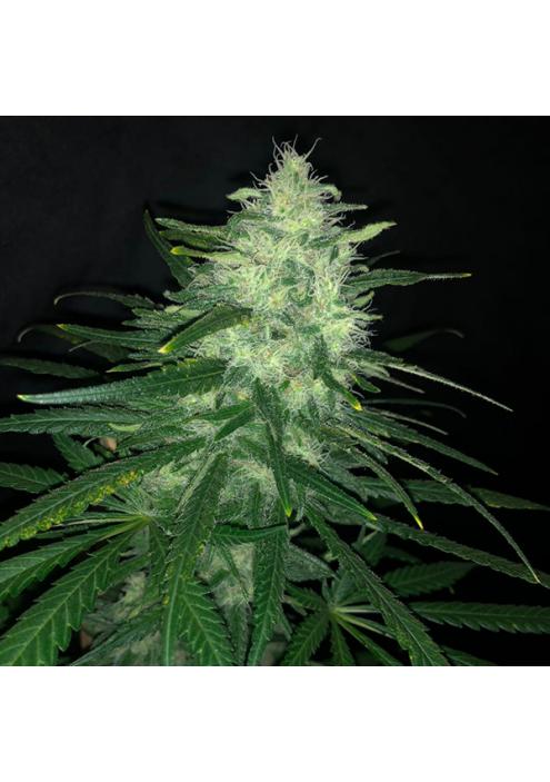 Wedding Cake  fem Pure Instinto