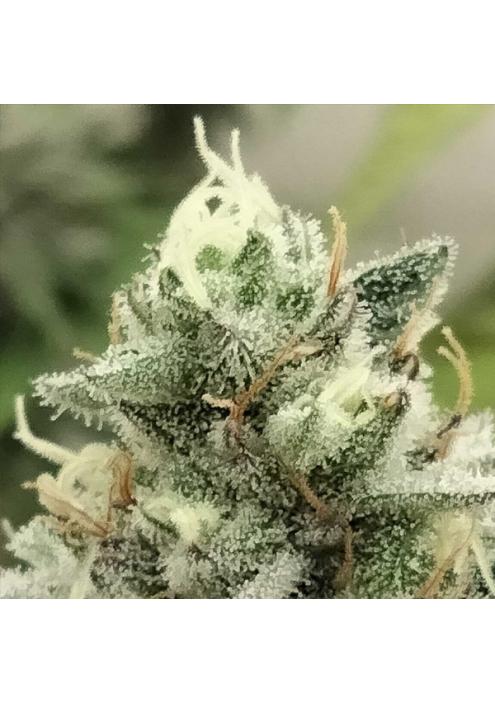 Blowrange fem. Limited Edition Grateful Seeds