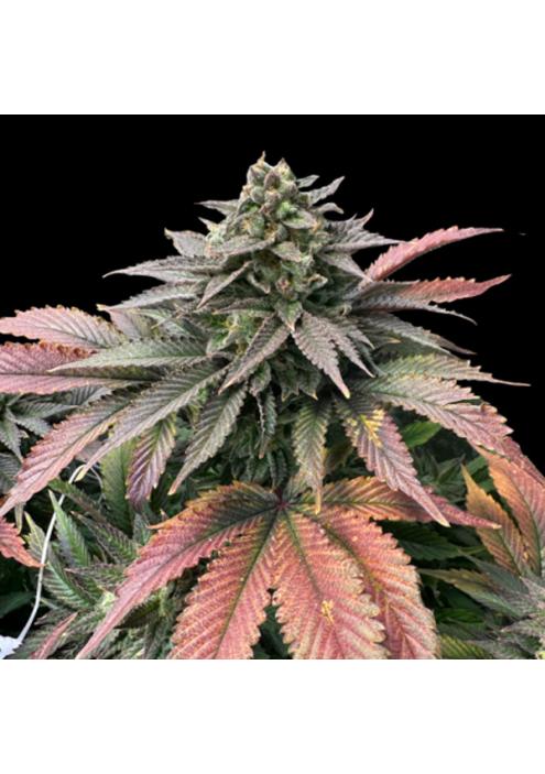 Boobies  fem Limited Edition Gratefull Seeds