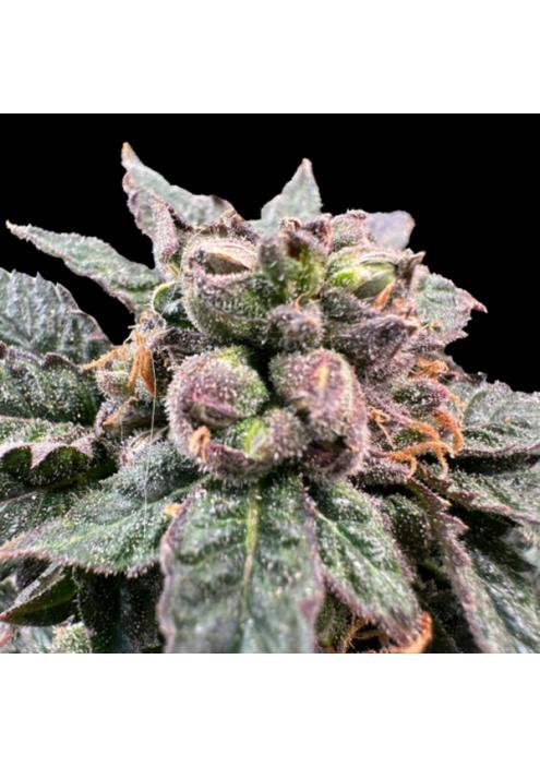 Bro Science  fem Gratefull Seeds