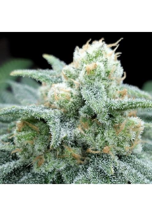 Electric Kooland fem. One Shot Edition Gratefull Seeds