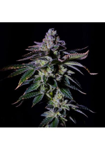 Gas Mint fem. One Shot...