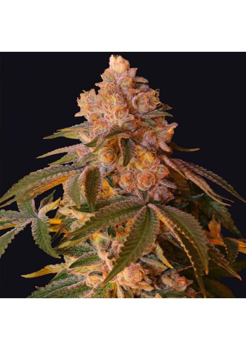 Happy Ending fem. One Shot Edition Grateful Seeds