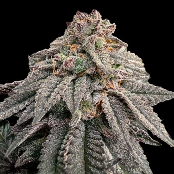 Hash Belt  fem Limited Edition Gratefull Seeds