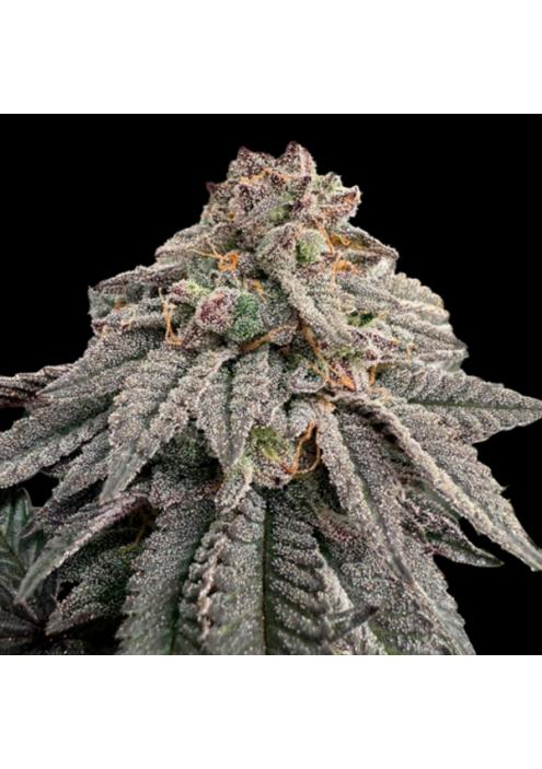 Hash Belt  fem Limited Edition Gratefull Seeds