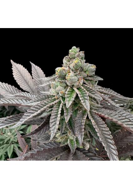 Honey Pam  fem Limited...