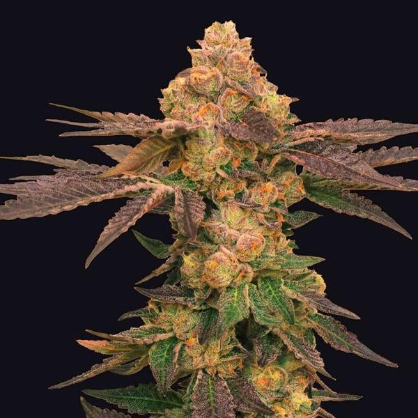 Melted Rainbow fem. One Shot Edition Grateful Seeds