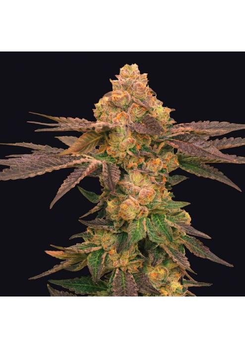 Melted Rainbow fem. One Shot Edition Grateful Seeds