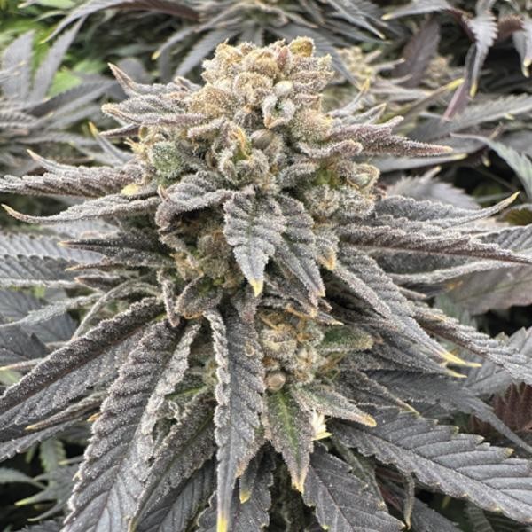 Midnight Zlap  fem Gratefull Seeds
