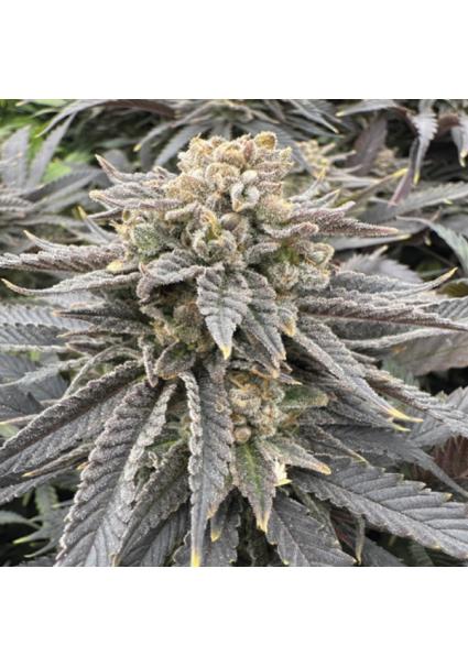 Midnight Zlap  fem...