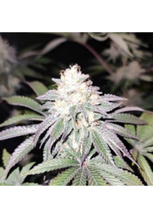 Mind Fulez fem. Limited Edition Gratefull Seeds