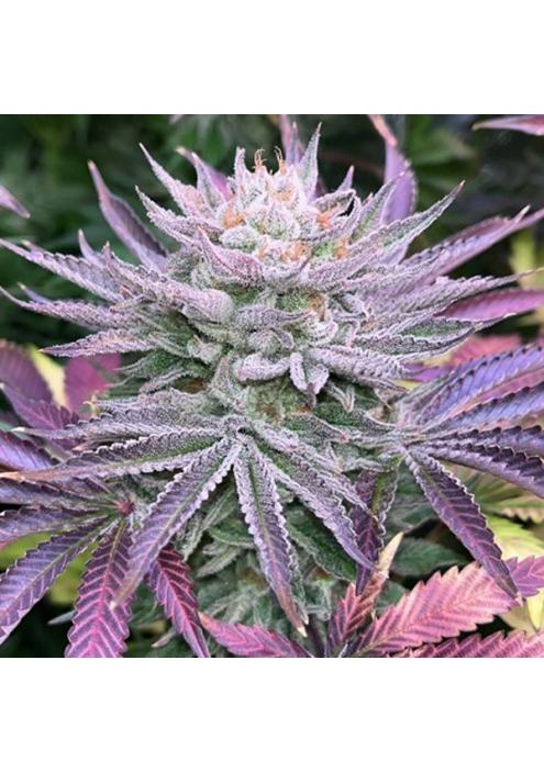 Nasty Runtz fem. Limited Edition Gratefull Seeds