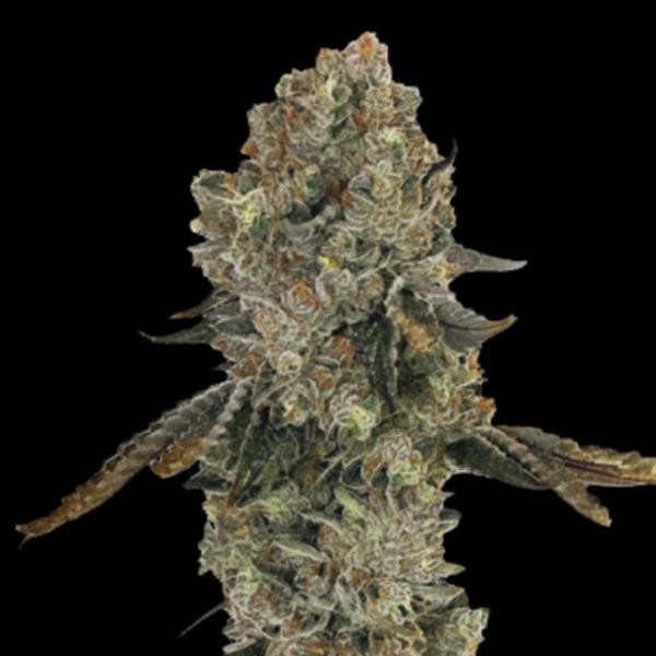 Obsession  fem Gratefull Seeds