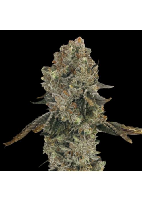 Obsession  fem Gratefull Seeds