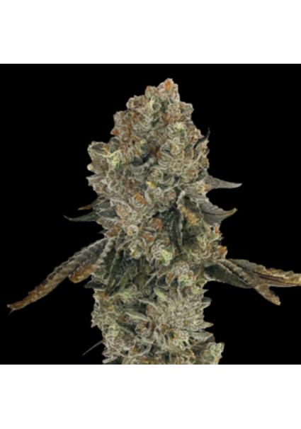 Obsession  fem Gratefull Seeds