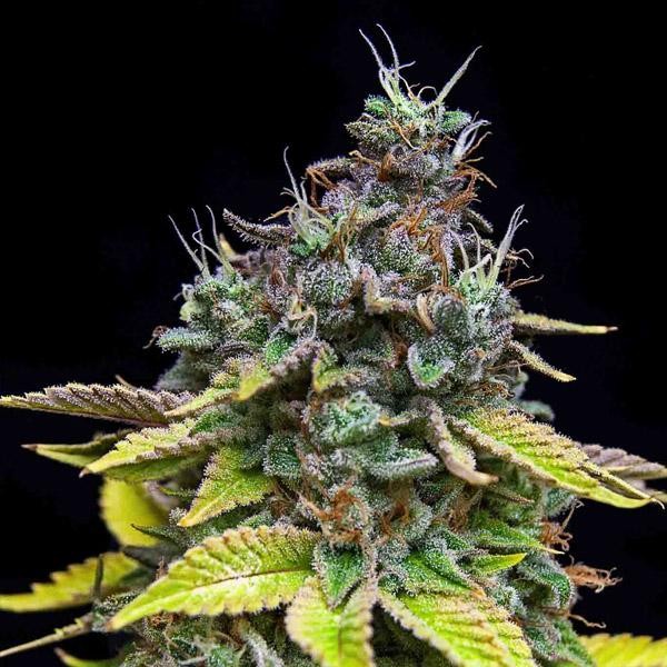 Papaya Cooler fem. Limited Edition Grateful Seeds