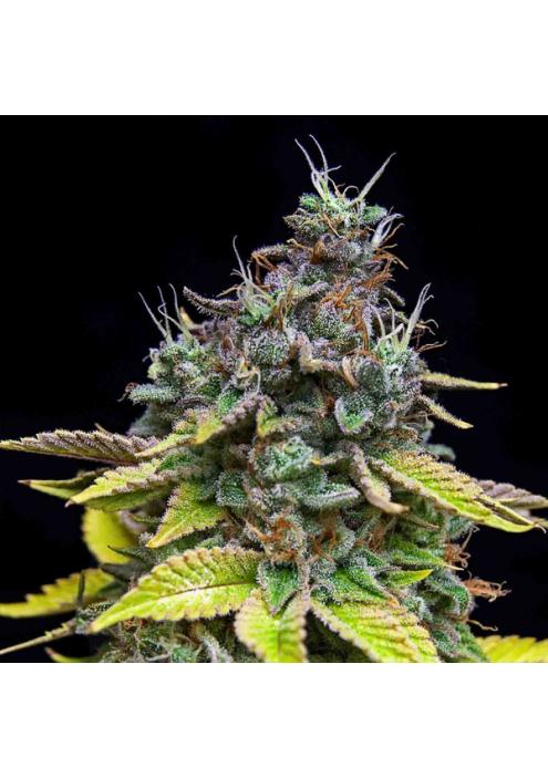 Papaya Cooler fem. Limited Edition Grateful Seeds