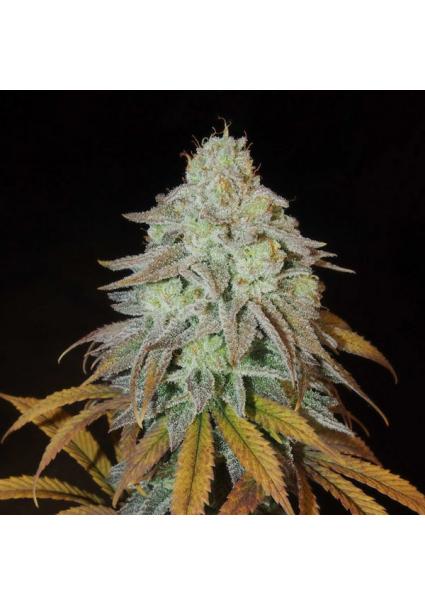 RM Confidential fem....