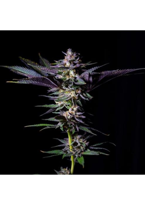 Rotten Rainbow fem. Limited Edition Gratefull Seeds
