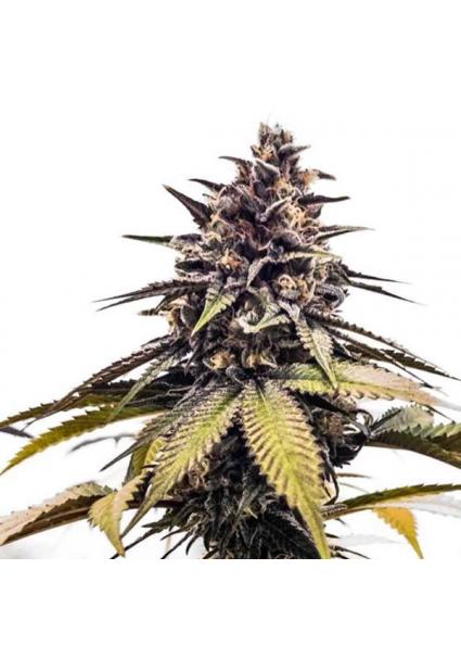 RuntzBert fem. Limited...