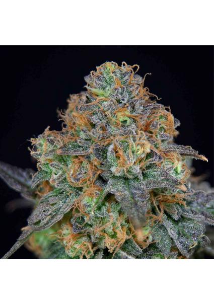 SherbDog fem. Limited...