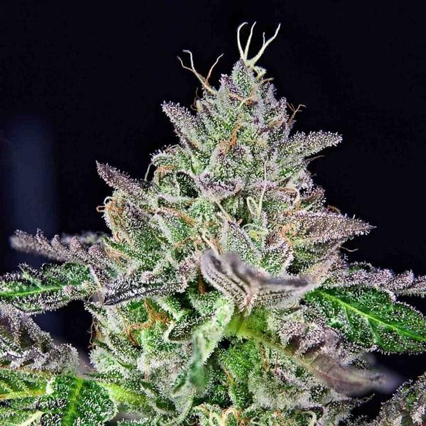 Strawmelon fem. Limited Edition Grateful Seeds