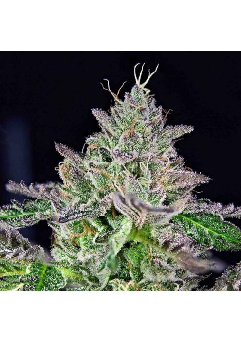 Strawmelon fem. Limited Edition Grateful Seeds