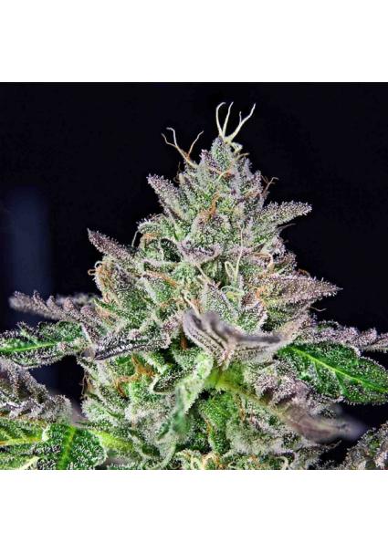 Strawmelon fem. Limited...