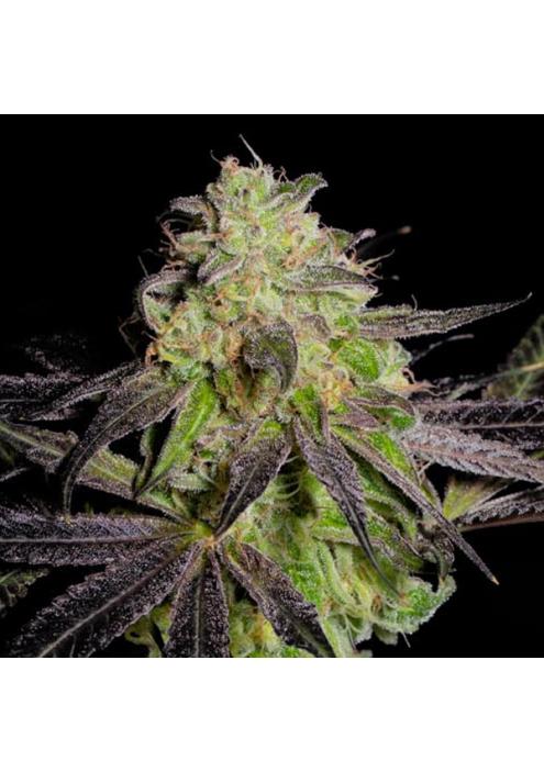 Tha Gelee fem. Grateful Seeds