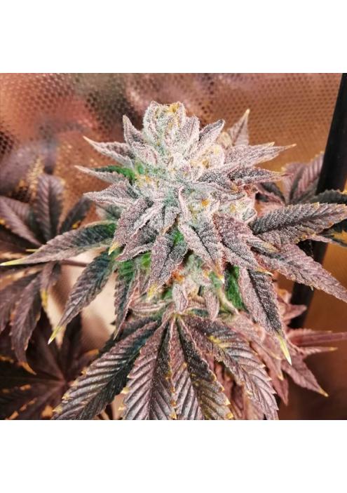 Z Head fem. One Shot Edition Grateful Seeds