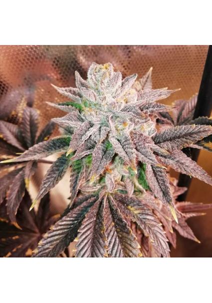 Z Head fem. One Shot...