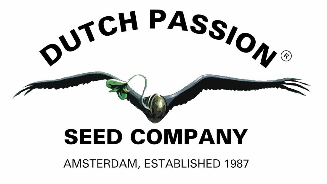 Best Dutch Cannabis Seed Banks