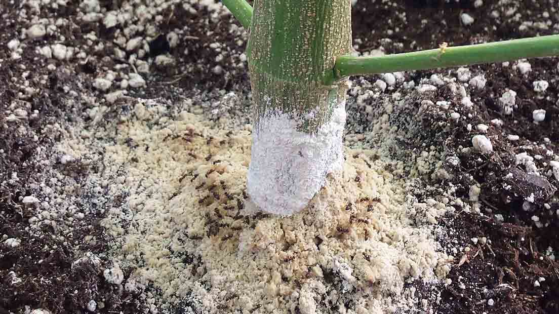 Diatomaceous Earth to improve crops