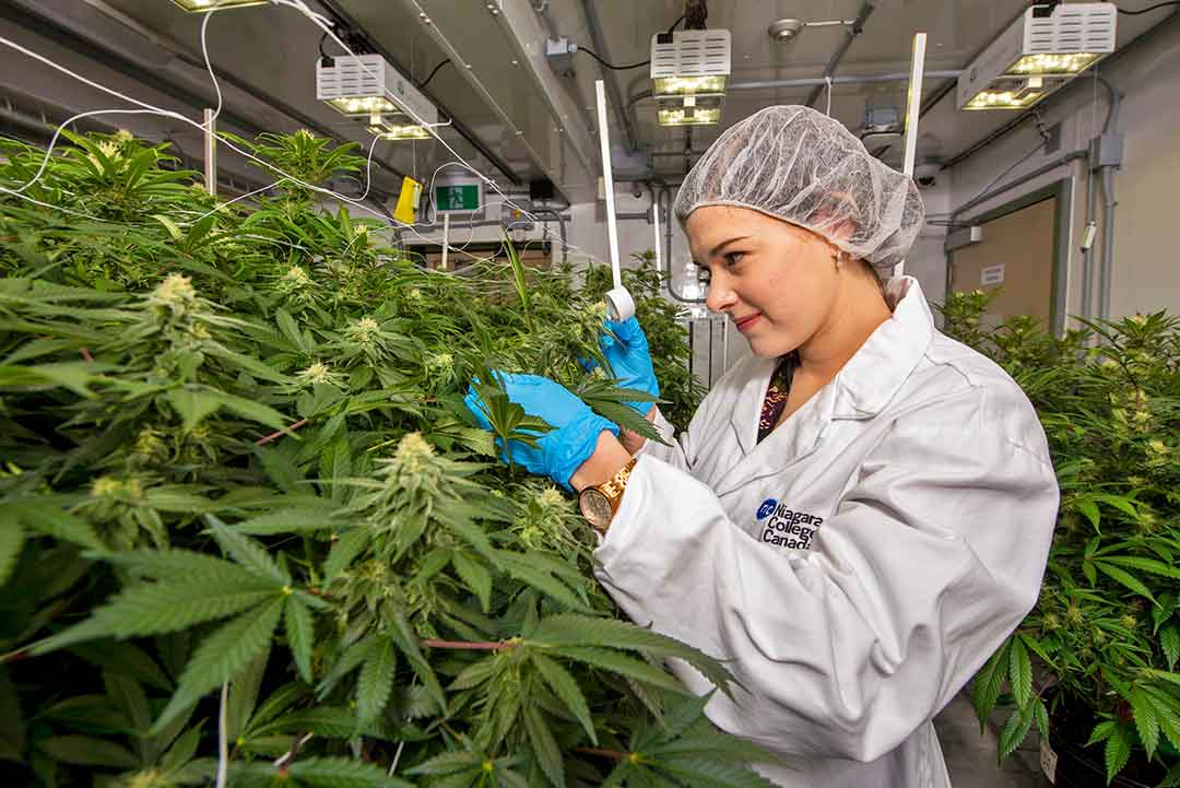 how much produce a cannabis plant?