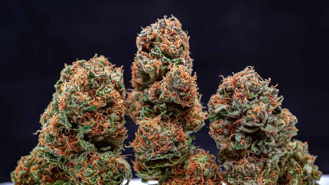 The Best Indica seeds of 2020: Discover All the Strains