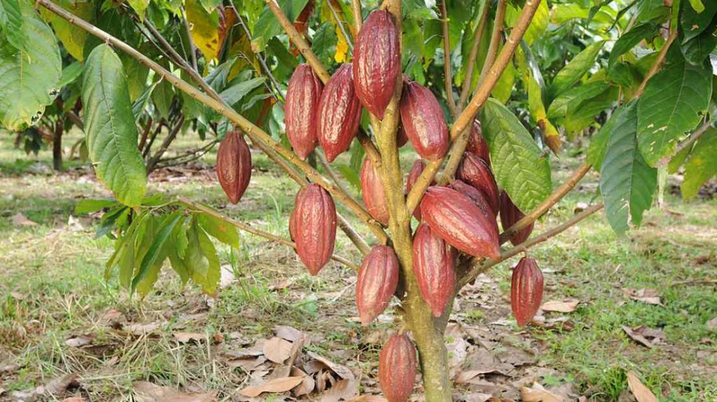 cocoas produce cannabinoids.