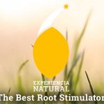 The Best Root Stimulators