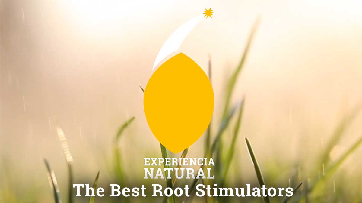 The Best Root Stimulators