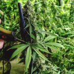 Pruning marijuana plants