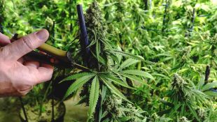 Pruning marijuana plants