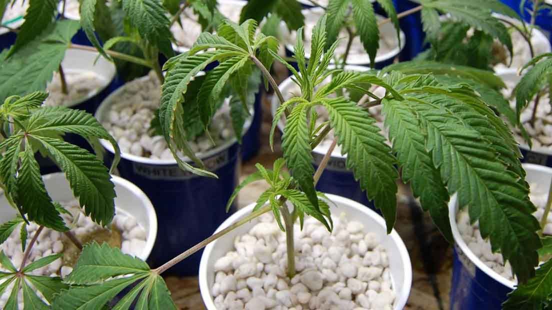 The Best Water for Marijuana Find Out How to Get It