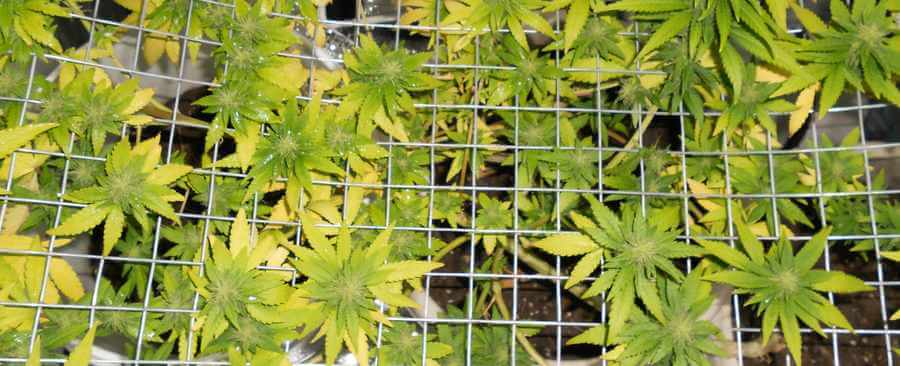Nitrogen deficiency in marijuana plants