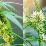 distinguish between male and female cannabis