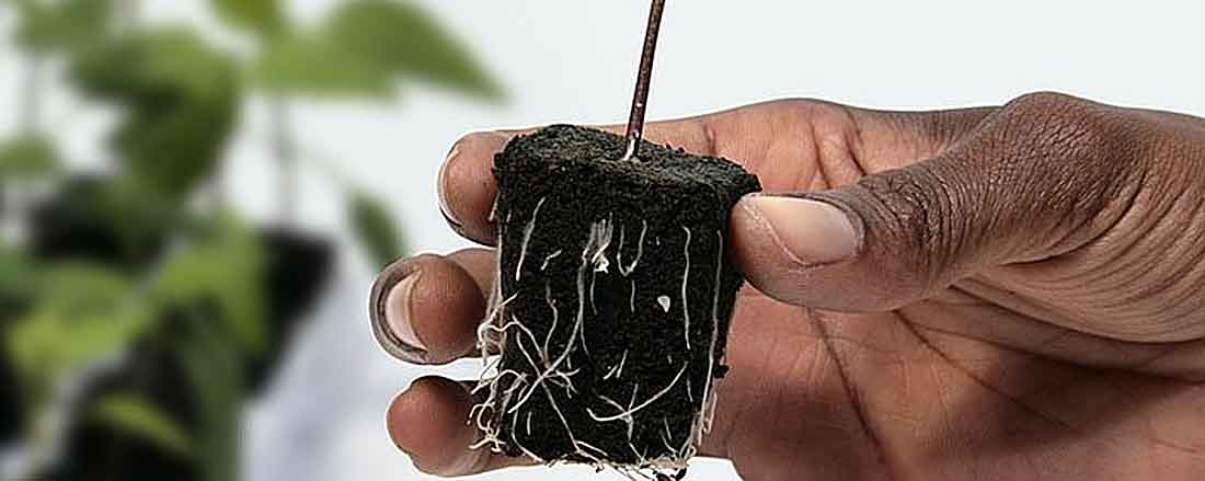 Germinate marijuana seeds