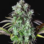 Top 10 fast buds strains