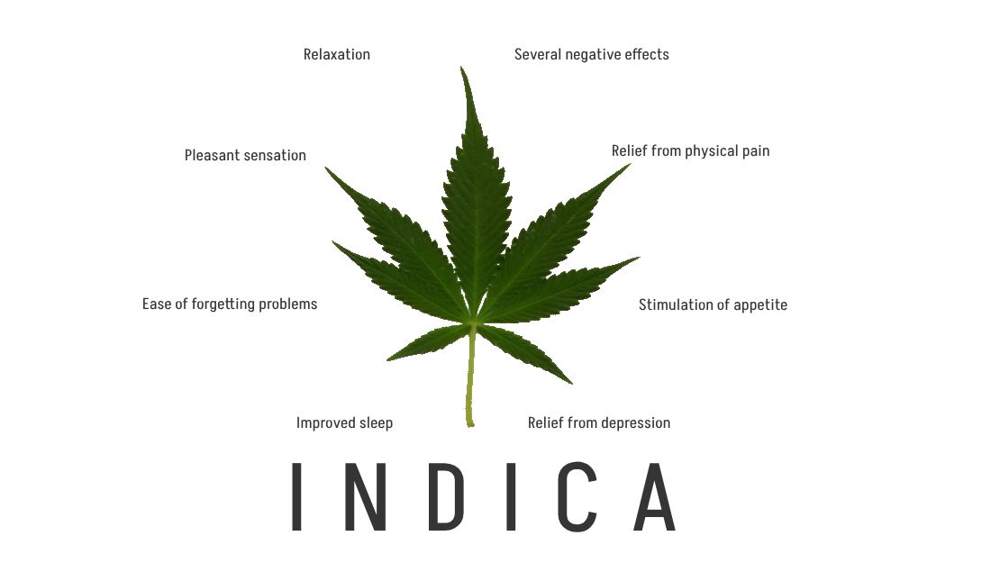 Indica, Positive and Negative effects of this subspecies of Cannabis