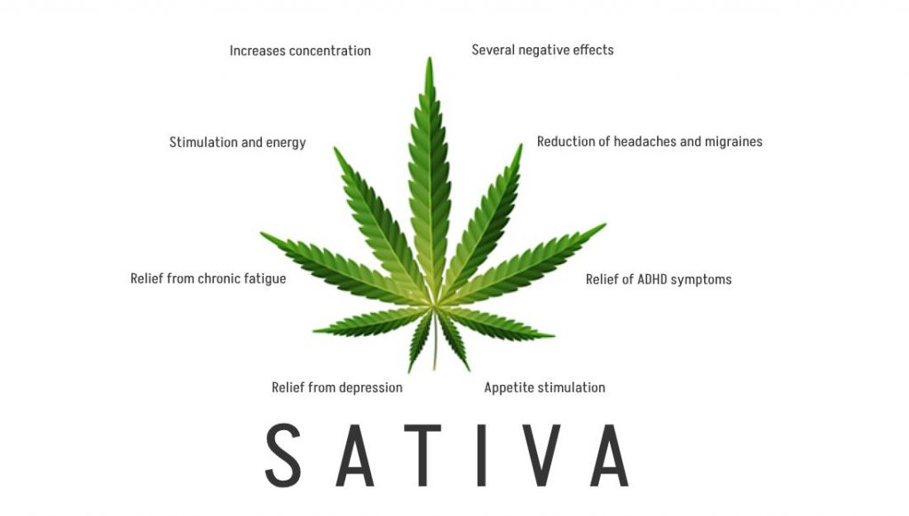 Sativa Effects