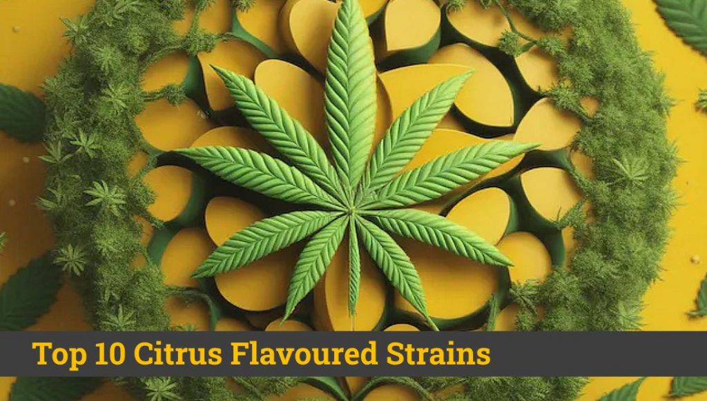 Best Citrusy Strains