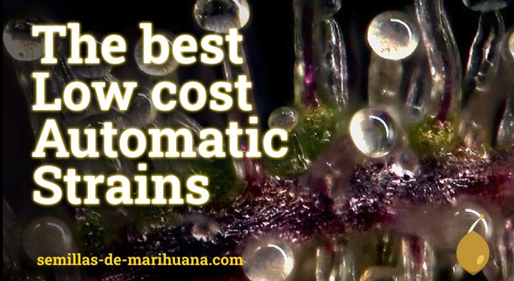 best low cost automatic strains