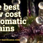 best low cost automatic strains